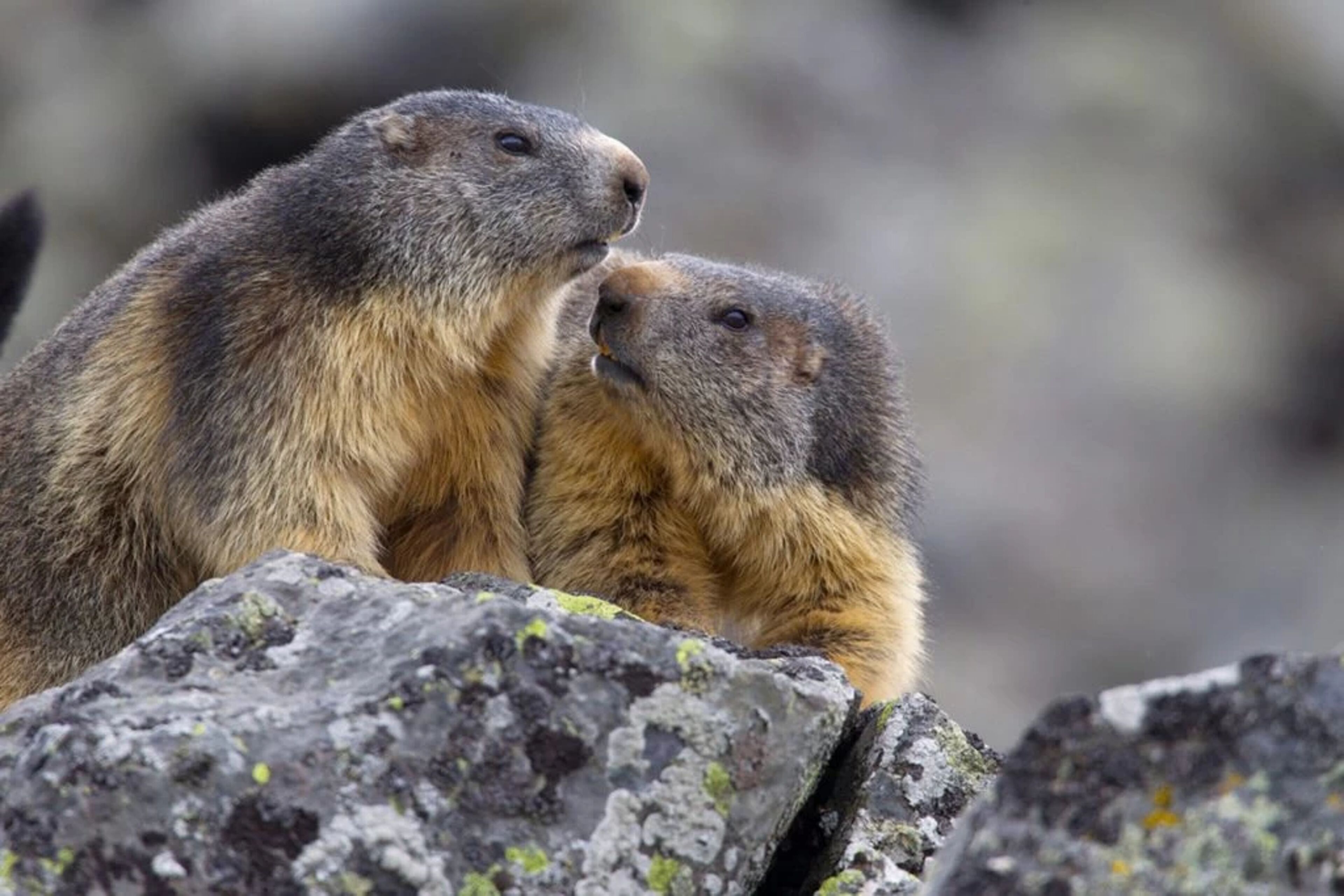 Marmottes dans les Alpes